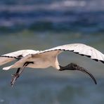 Sacred Ibis