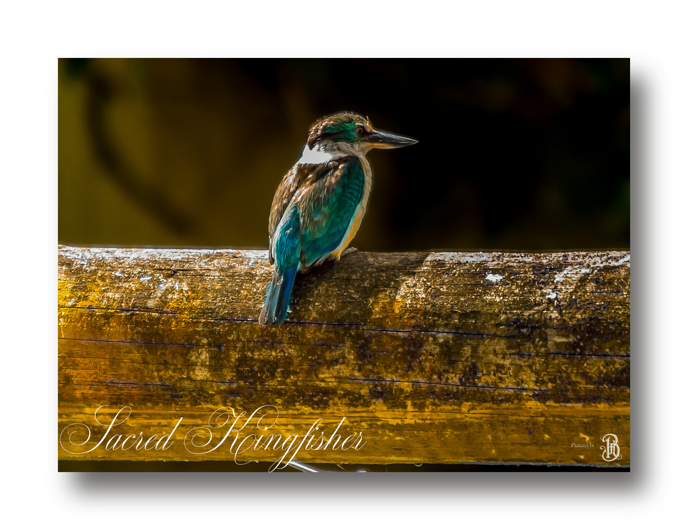 sacred Kingfisher