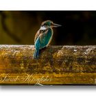 sacred Kingfisher