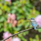 Sacred Kingfisher