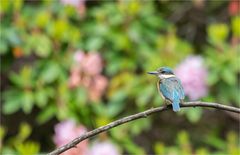 Sacred Kingfisher