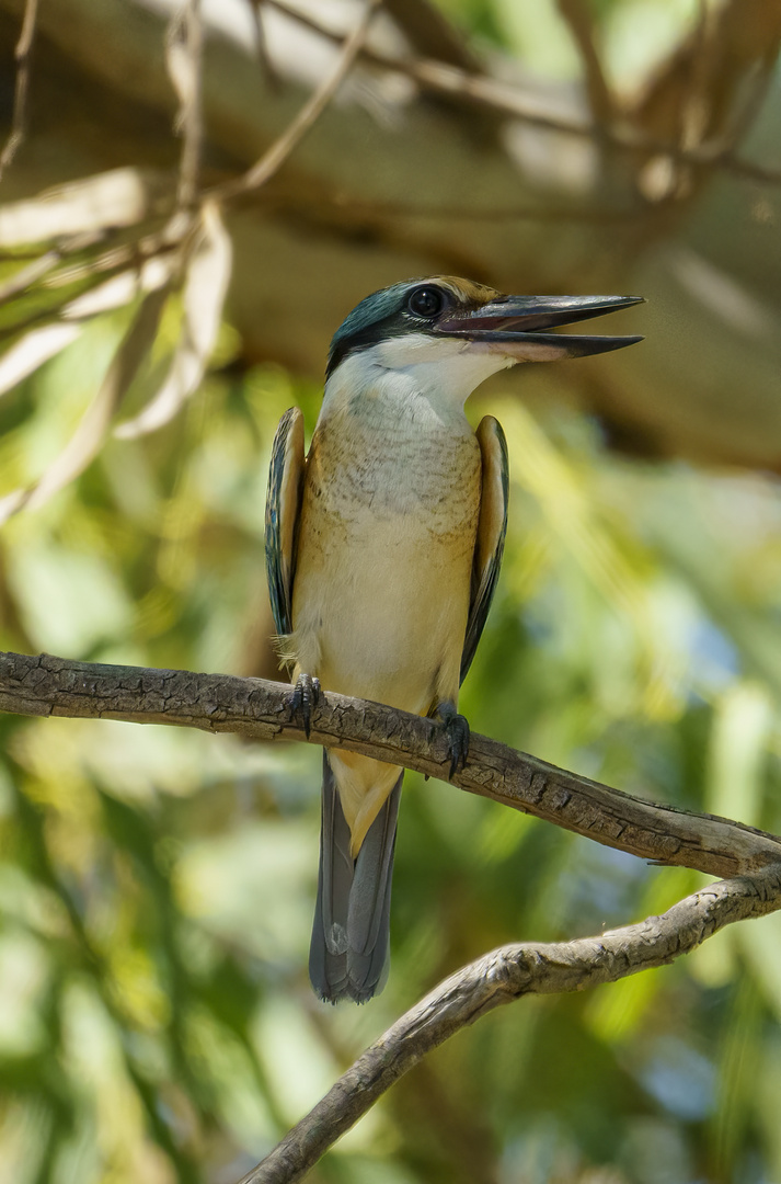 Sacred Kingfisher