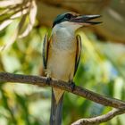 Sacred Kingfisher