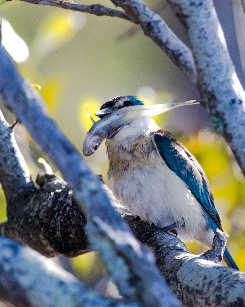 Sacred Kingfisher