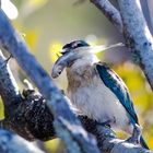 Sacred Kingfisher