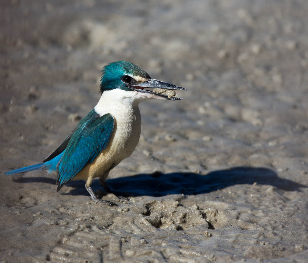 Sacred Kingfisher II