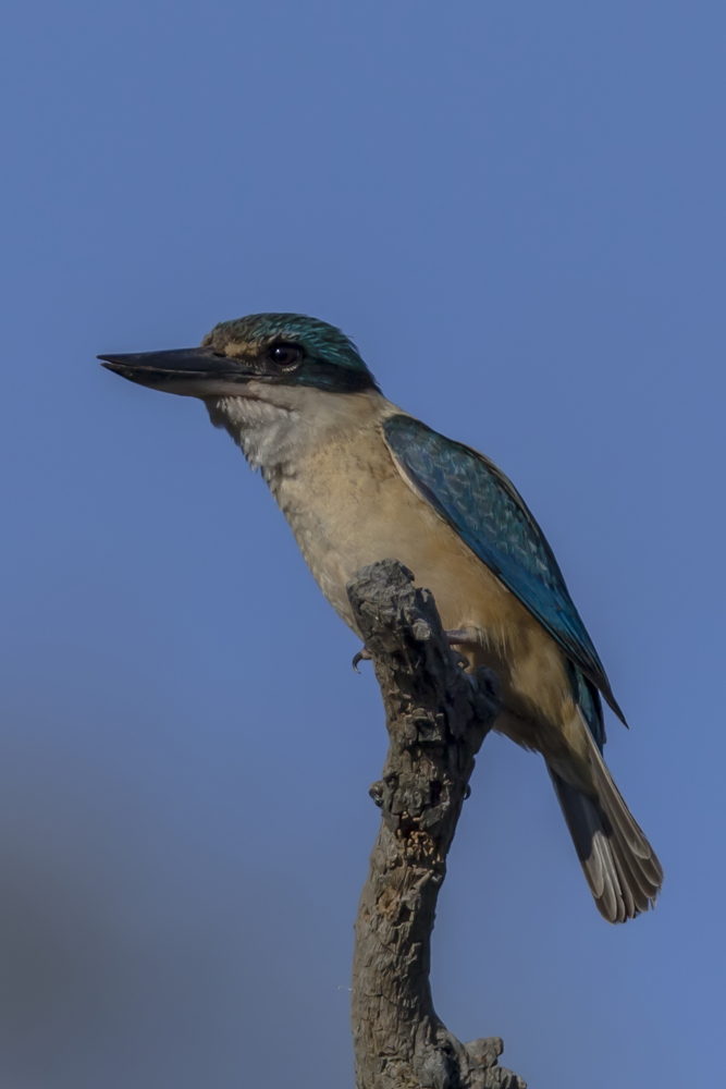 Sacred Kingfisher in der Morgensonne