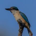 Sacred Kingfisher in der Morgensonne