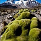 [ Sacred Mount Sajama ]