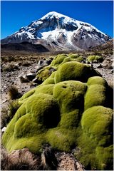 [ Sacred Mount Sajama ]