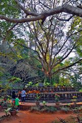 Sacrifice ceremony at a Bodhi tree