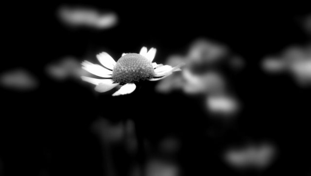 sad and alone flower(1)...