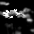 sad and alone flower(1)...