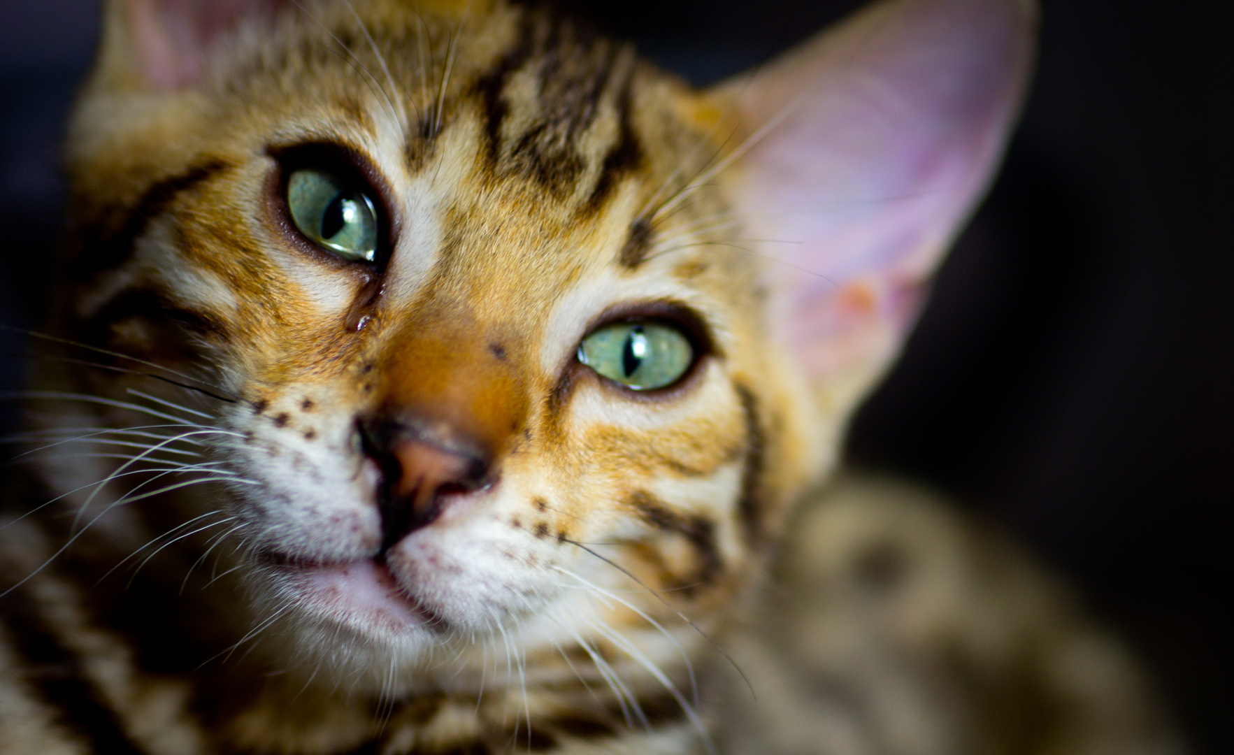 Sad bengal cat