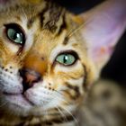 Sad bengal cat