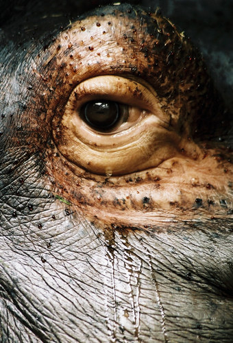 Sad hippo`s eye