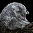 sad koala