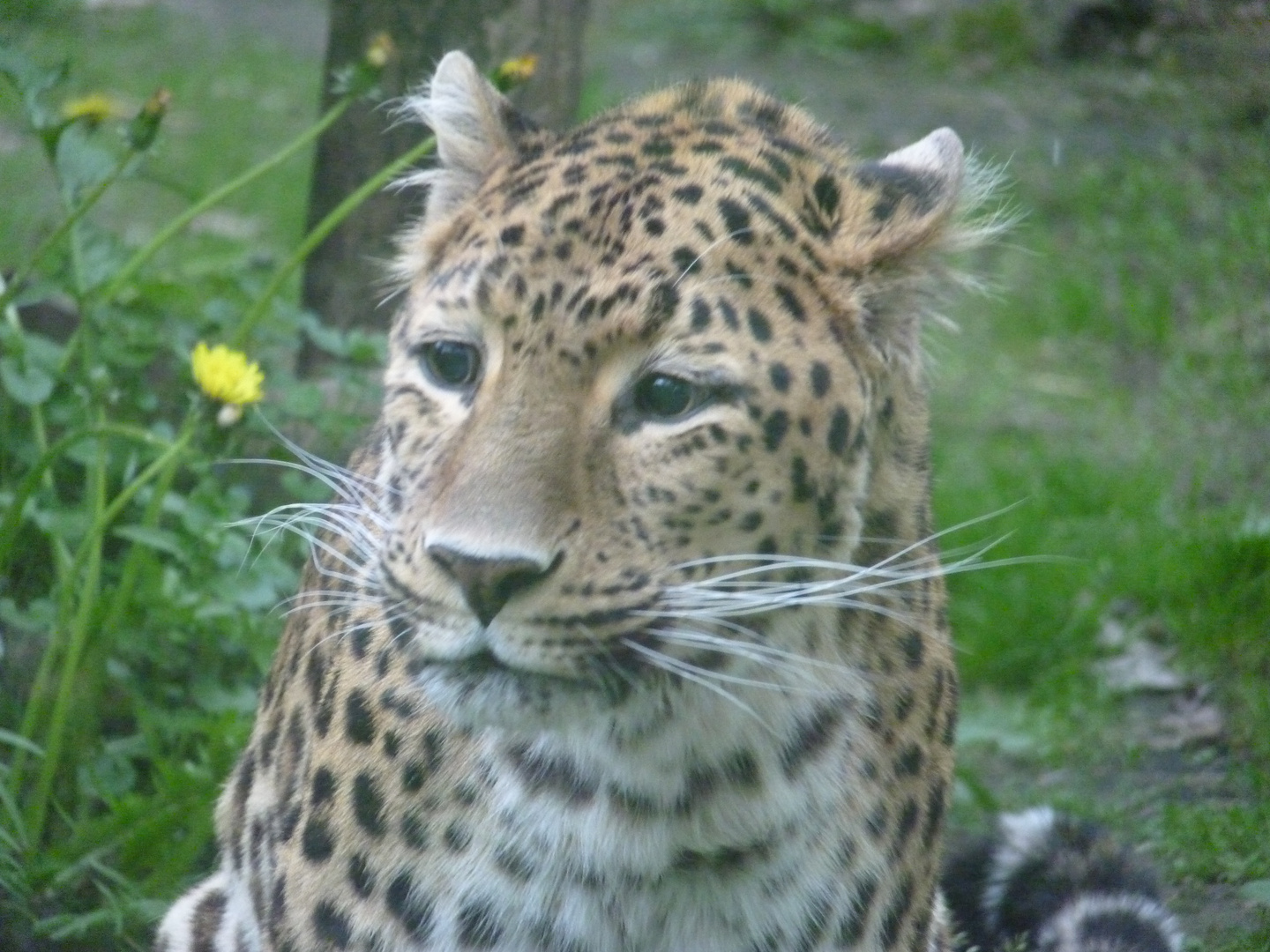 Sad Leopard