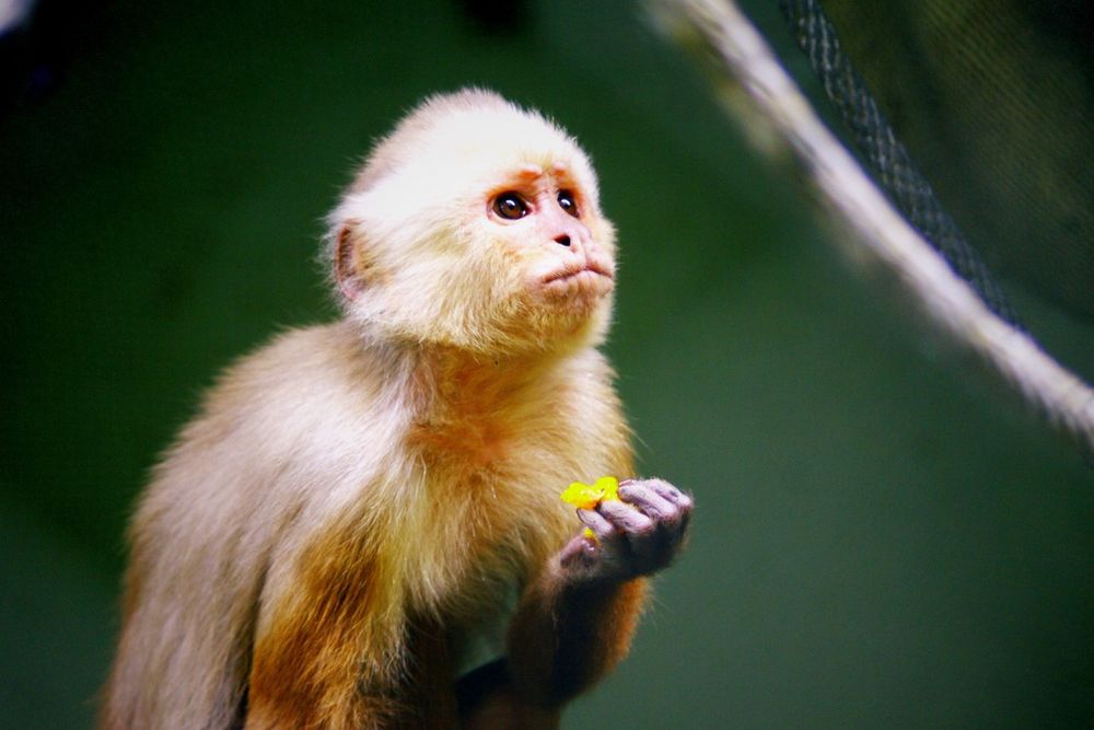 Sad little capuchino
