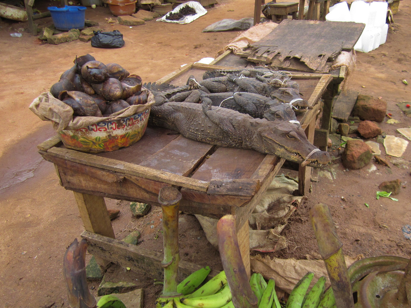 Sad place, crocodile to sell on market, Nigeria, Benin City, August 2011