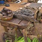 Sad place, crocodile to sell on market, Nigeria, Benin City, August 2011