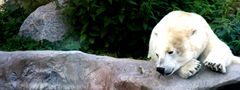 [sad sad polar bear]