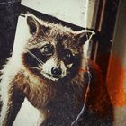 sad sad racoon....