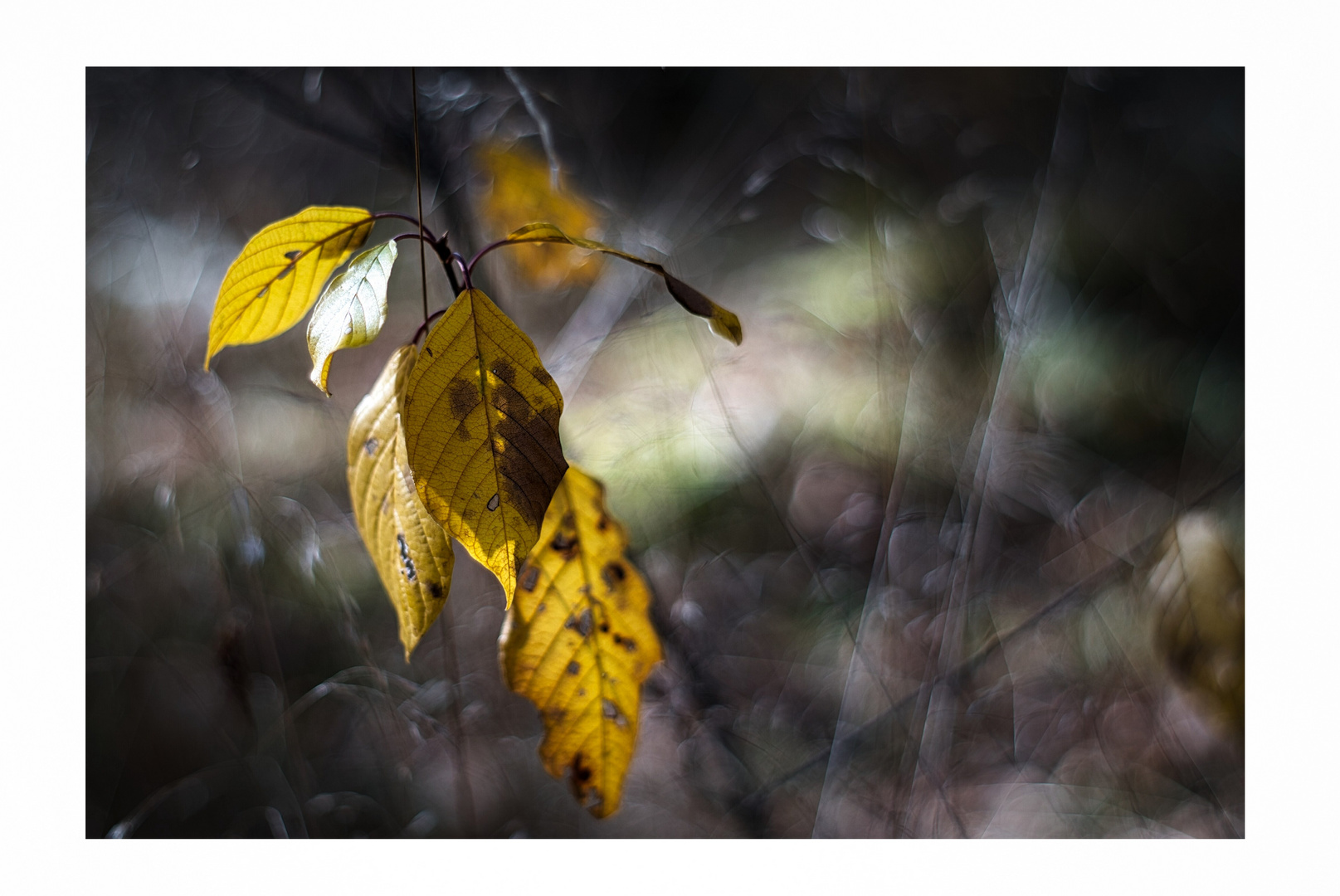 - sad yellow leafs -