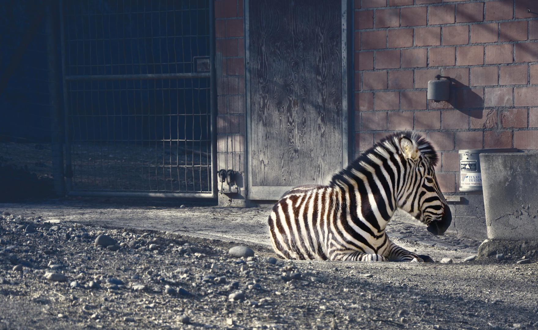 Sad Zebra