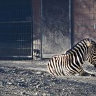 Sad Zebra