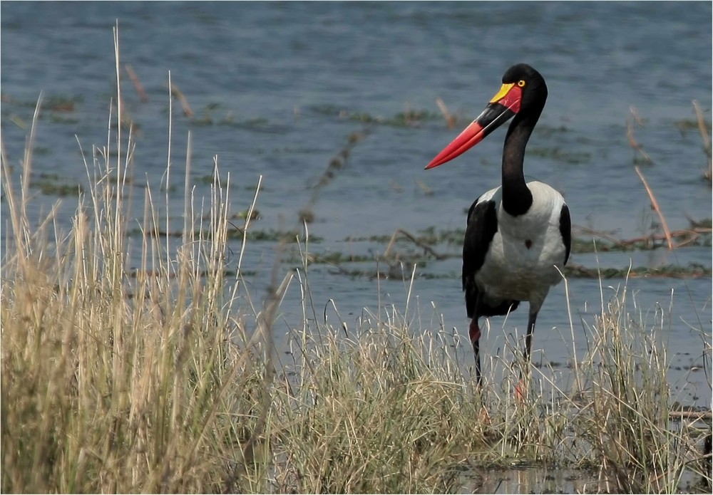 Saddle billed Stork