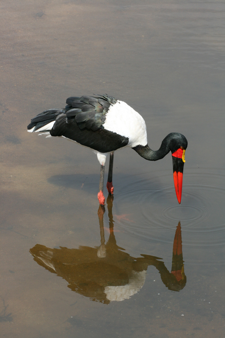 Saddle-billed stork