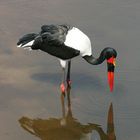 Saddle-billed stork