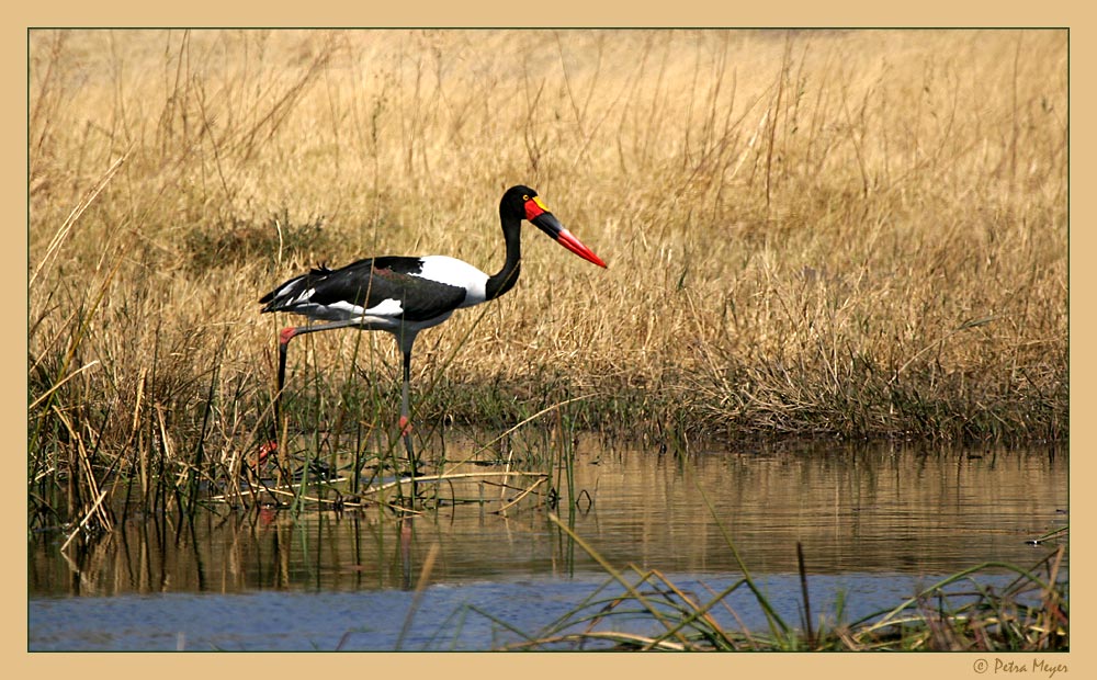 Saddle-Billed Stork