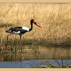 Saddle-Billed Stork