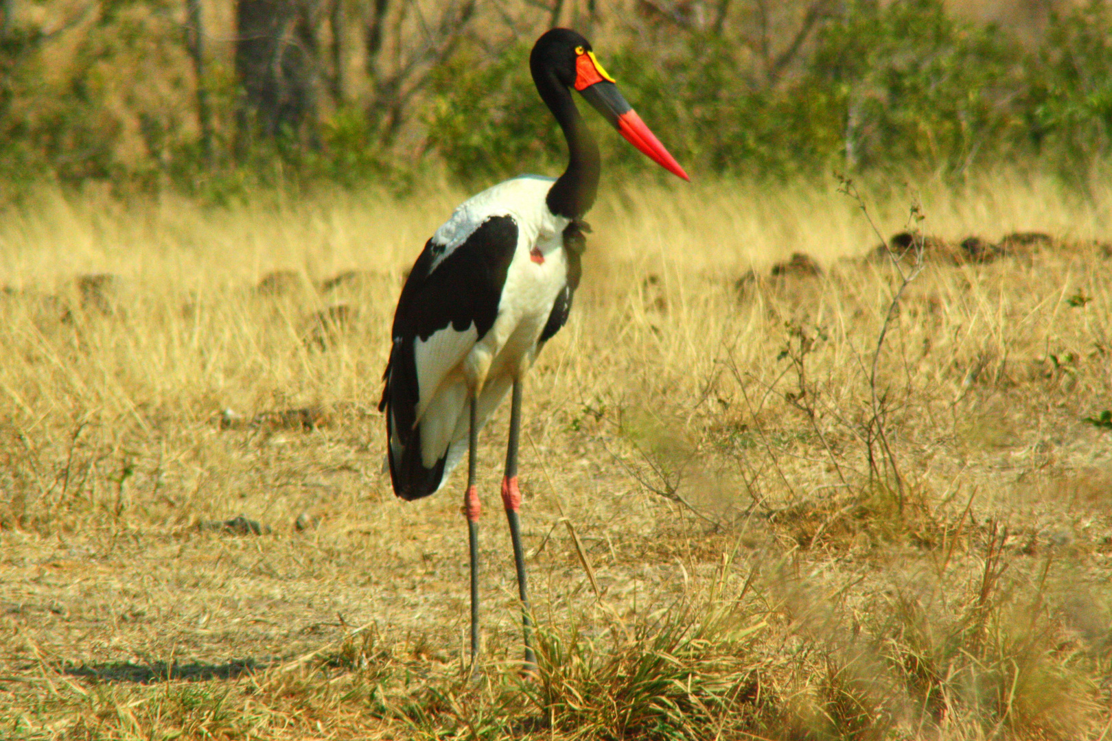 saddle-billed stork - kruger n.p.