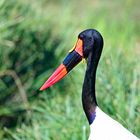 Saddle-billed Stork Nähe Mopani Lodge