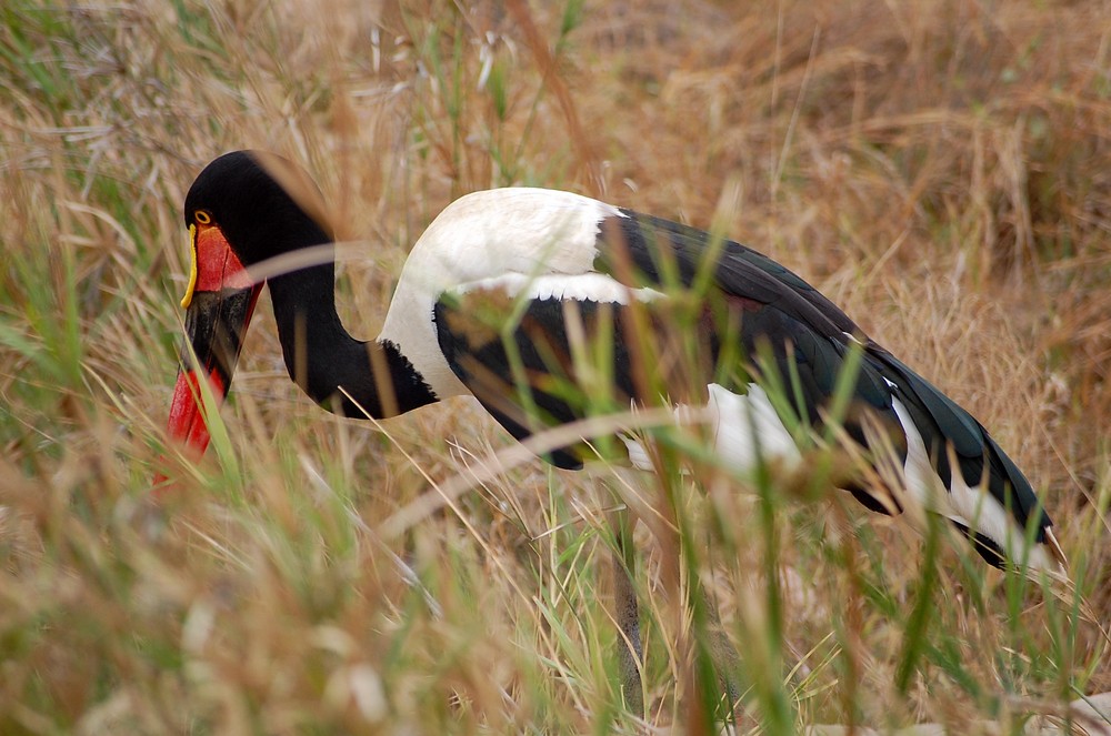 Saddle Billed Stork - South Africa