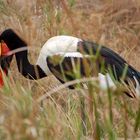 Saddle Billed Stork - South Africa