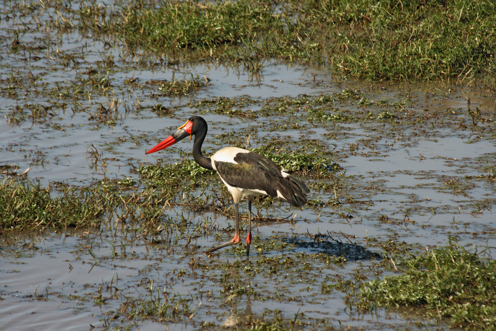 saddlestork