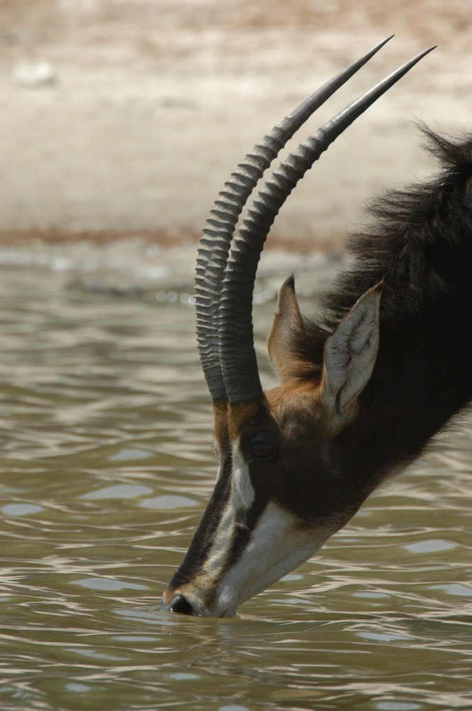 Säbel am Chobe