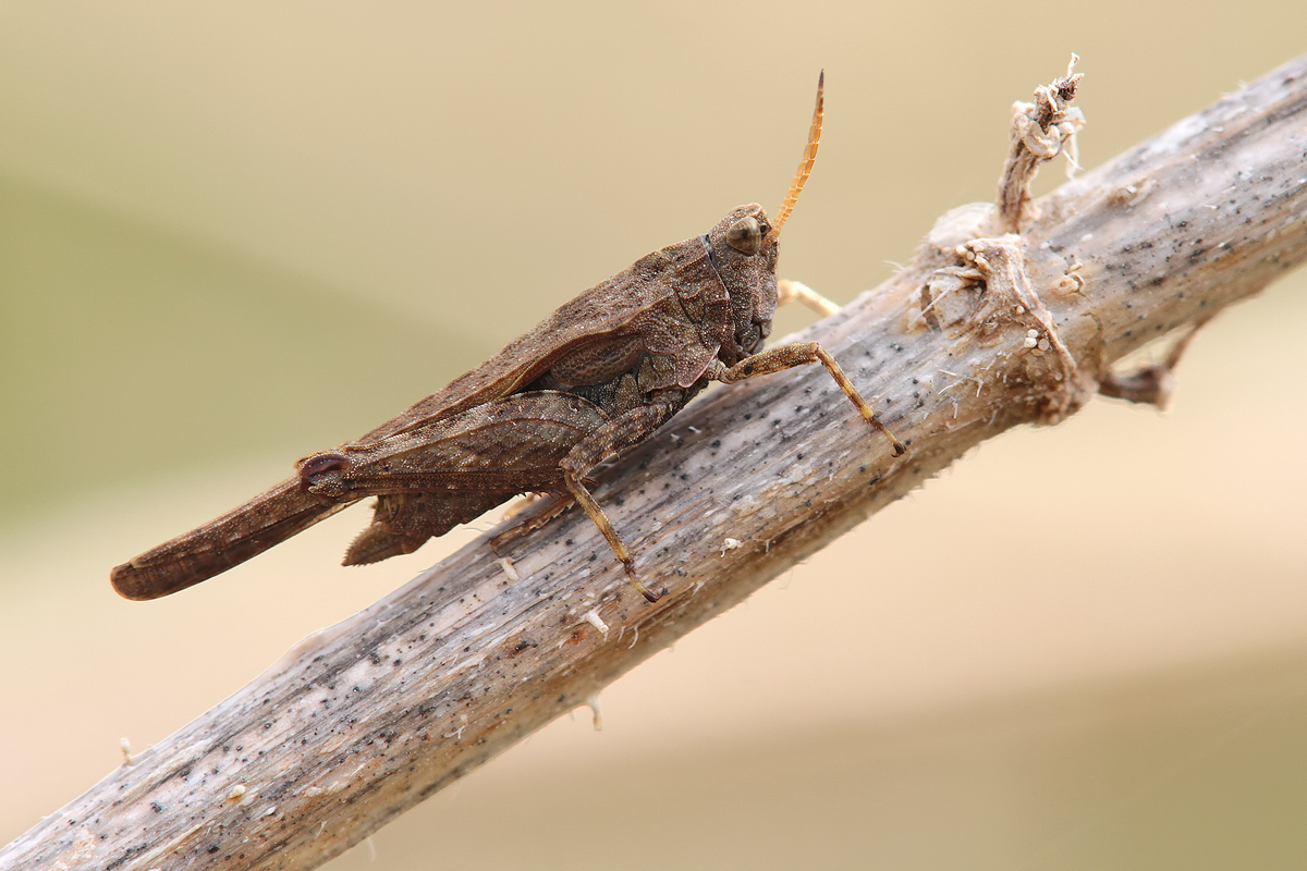 Säbel-Dornschrecke (Tetrix subulata)