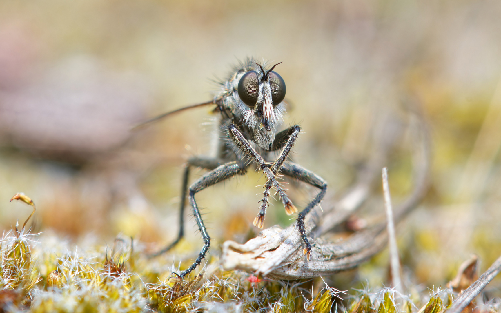 Säbel-Raubfliege frontal