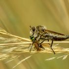 Säbel - Raubfliege löscht seinen Durst