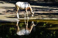 Säbelantilope