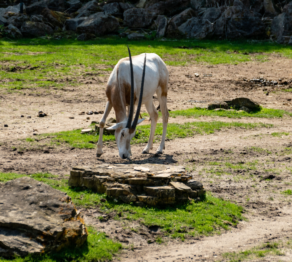 Säbelantilope 