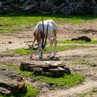 Säbelantilope 