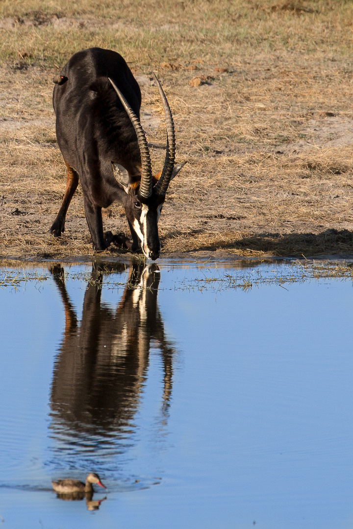 Säbelantilope am Wasserloch