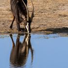 Säbelantilope am Wasserloch