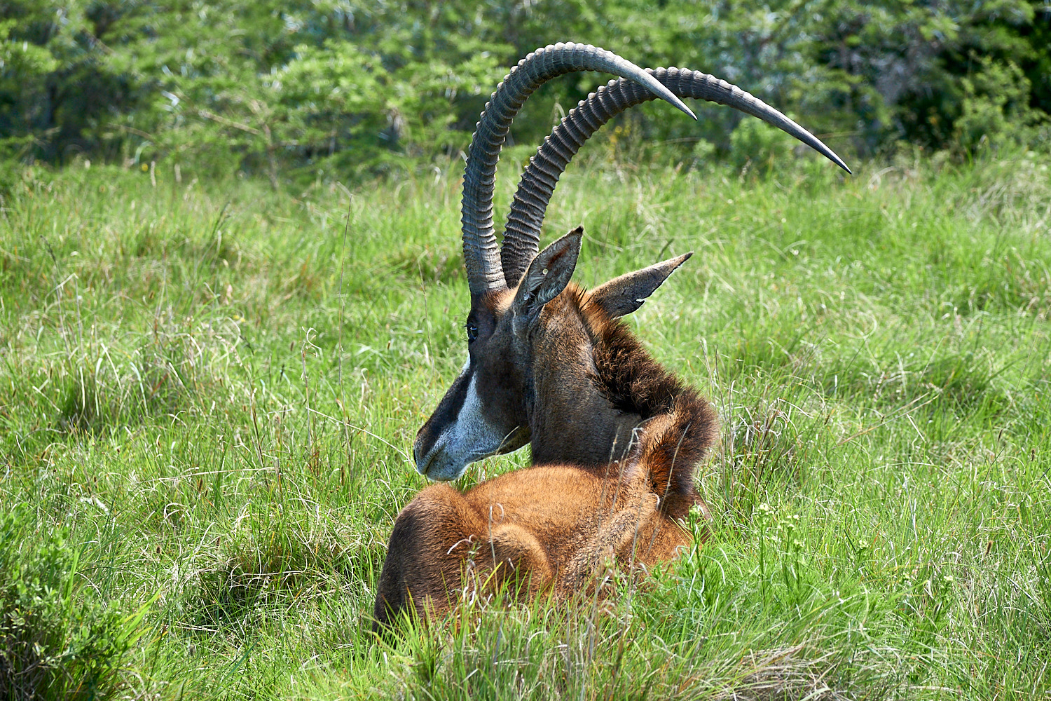 Säbelantilope (Hippotragus niger)